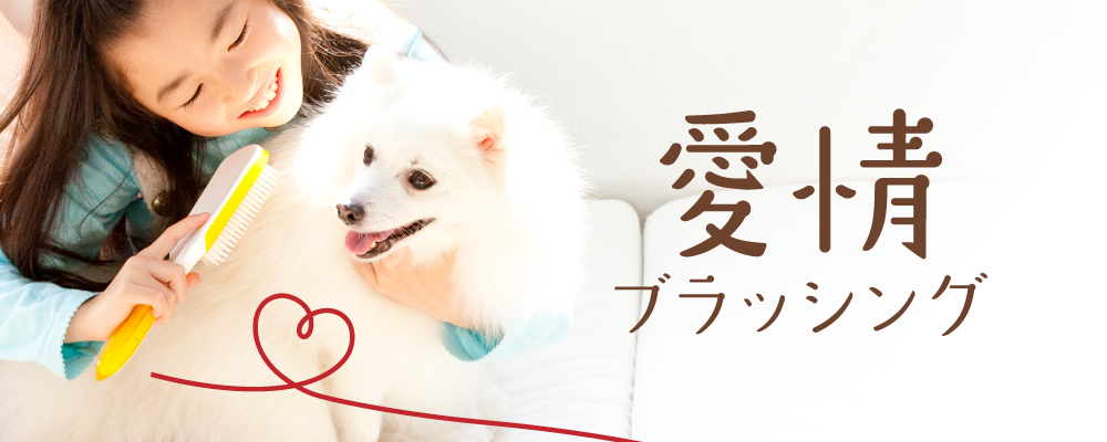 愛情ブラッシング