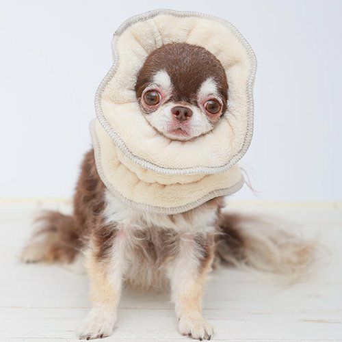 【kupla-kupla】クプラクプラ　ワンちゃんおもいのスヌード